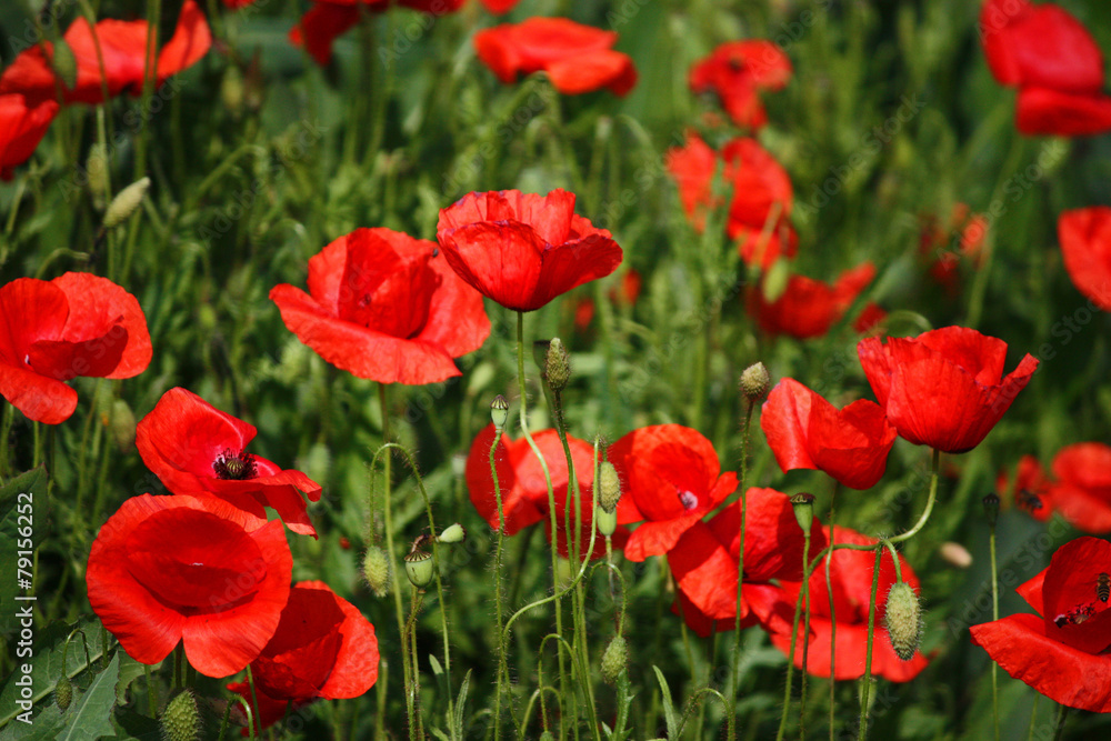 Fototapeta premium czerwone maki