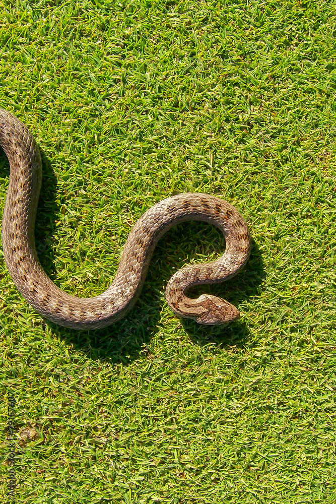 Fototapeta premium snake curves