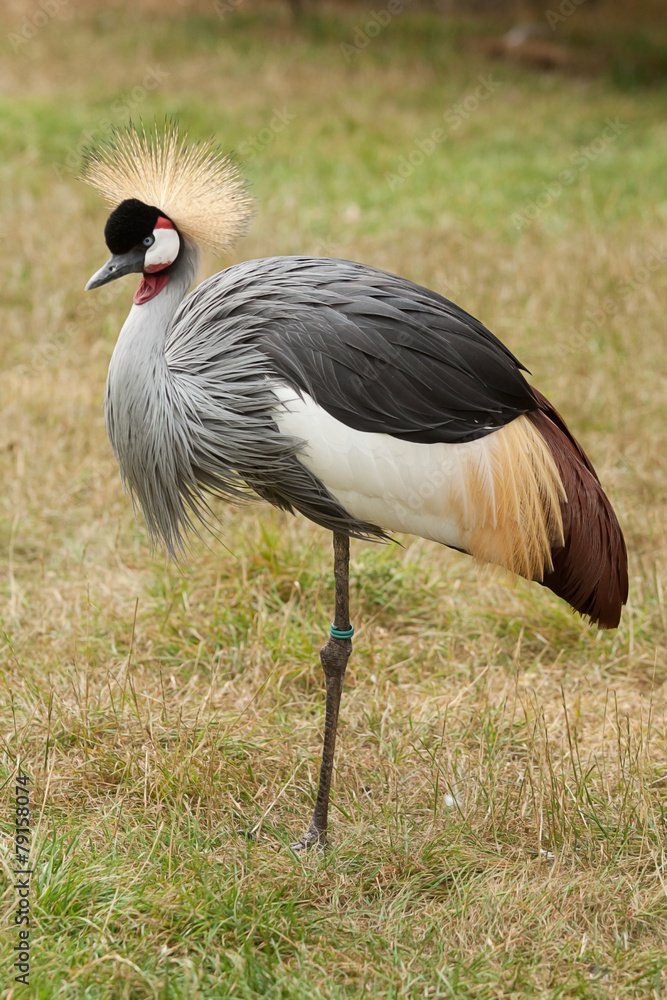 Crowned crane standing on one leg 9211