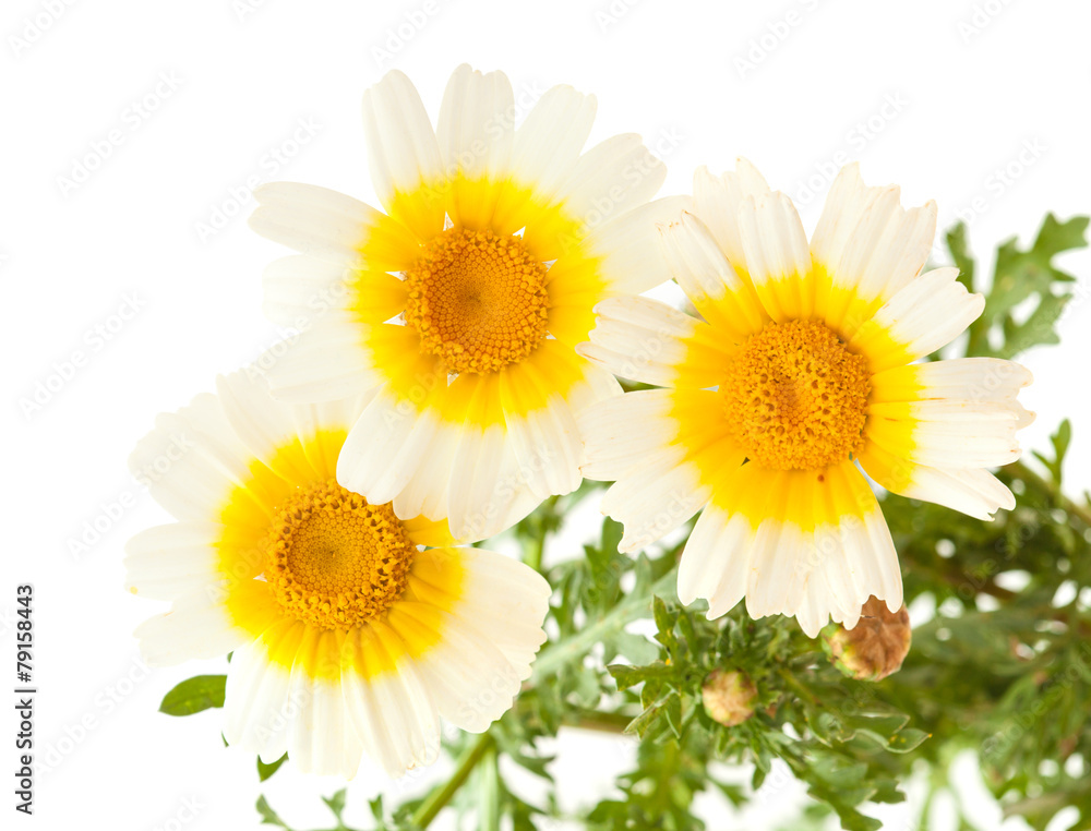 Fototapeta premium Garland chrysanthemum isolated on white