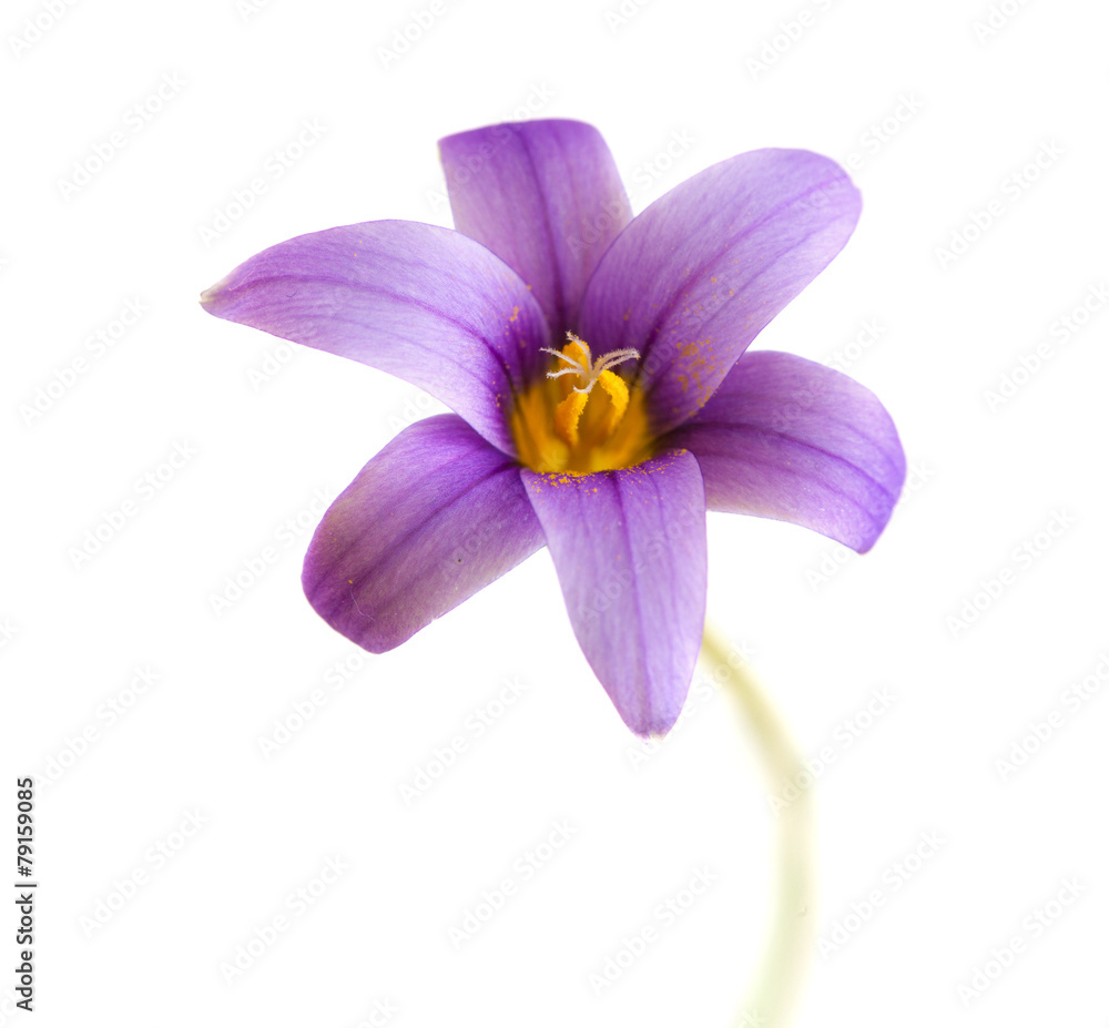 Obraz premium Romulea columnae