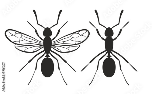 Ant