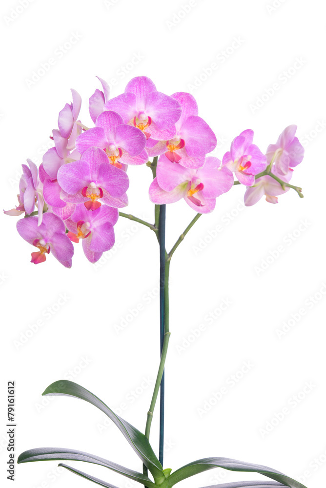Orchid with leaves
