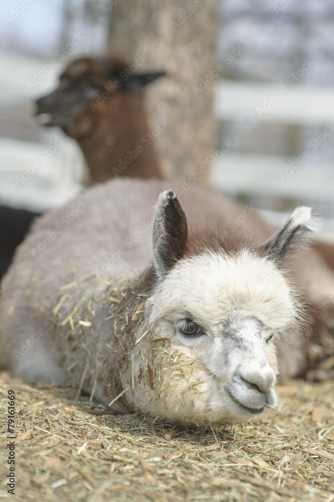 Fototapeta premium Very cute alpaca