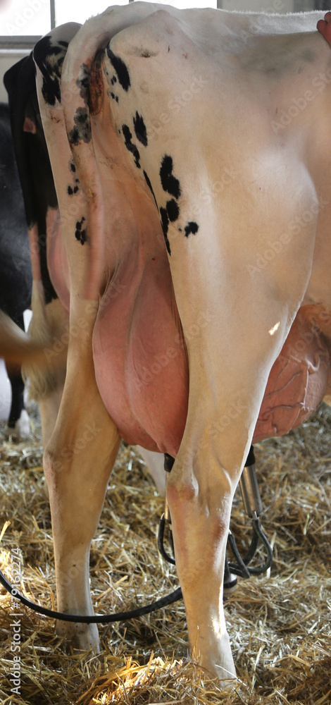Obraz premium Cow with huge breasts full of milk is milked with automatic milk