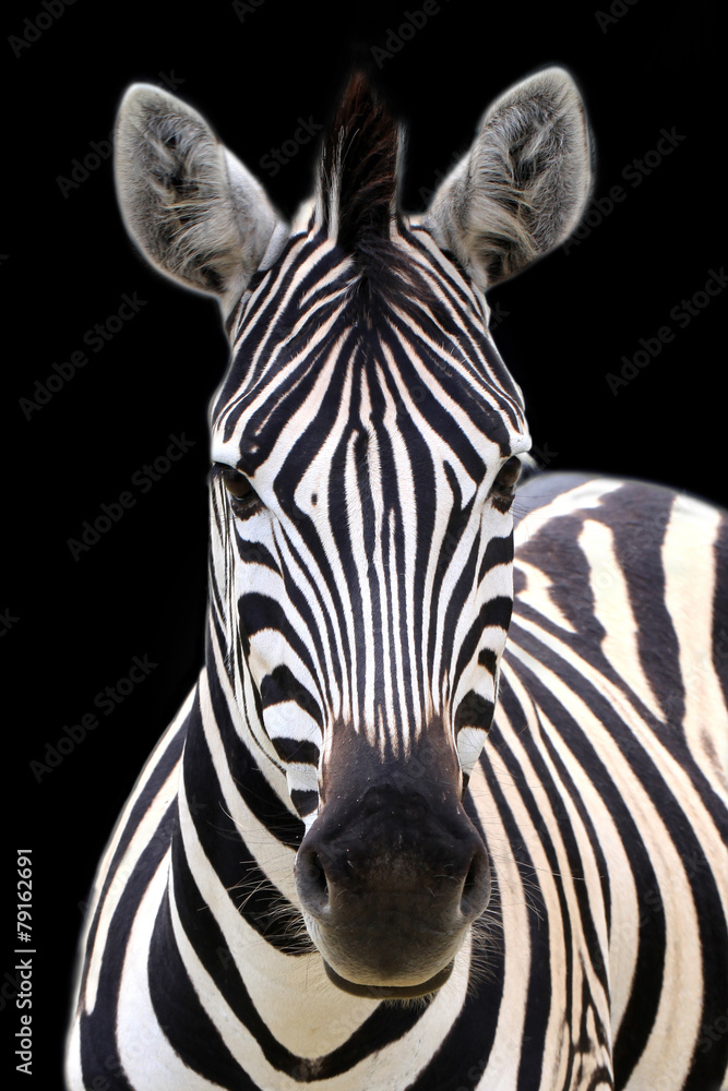 Naklejka premium Zebra isolated on black
