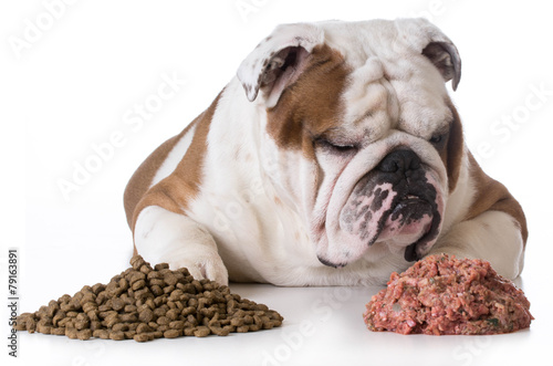 Wall Mural dog choosing raw