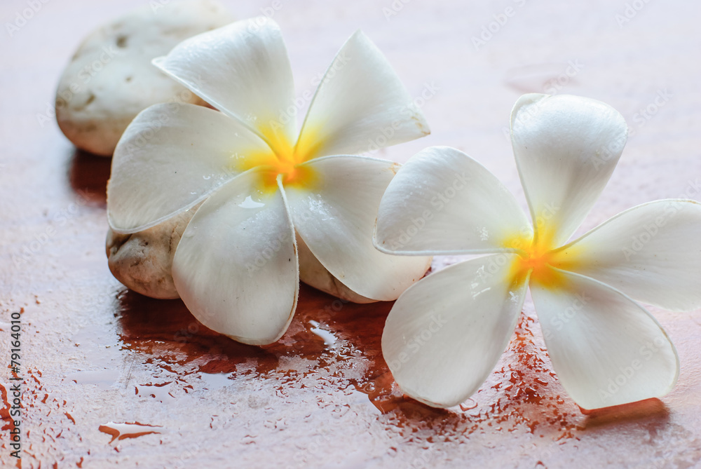 Tropical Plumeria