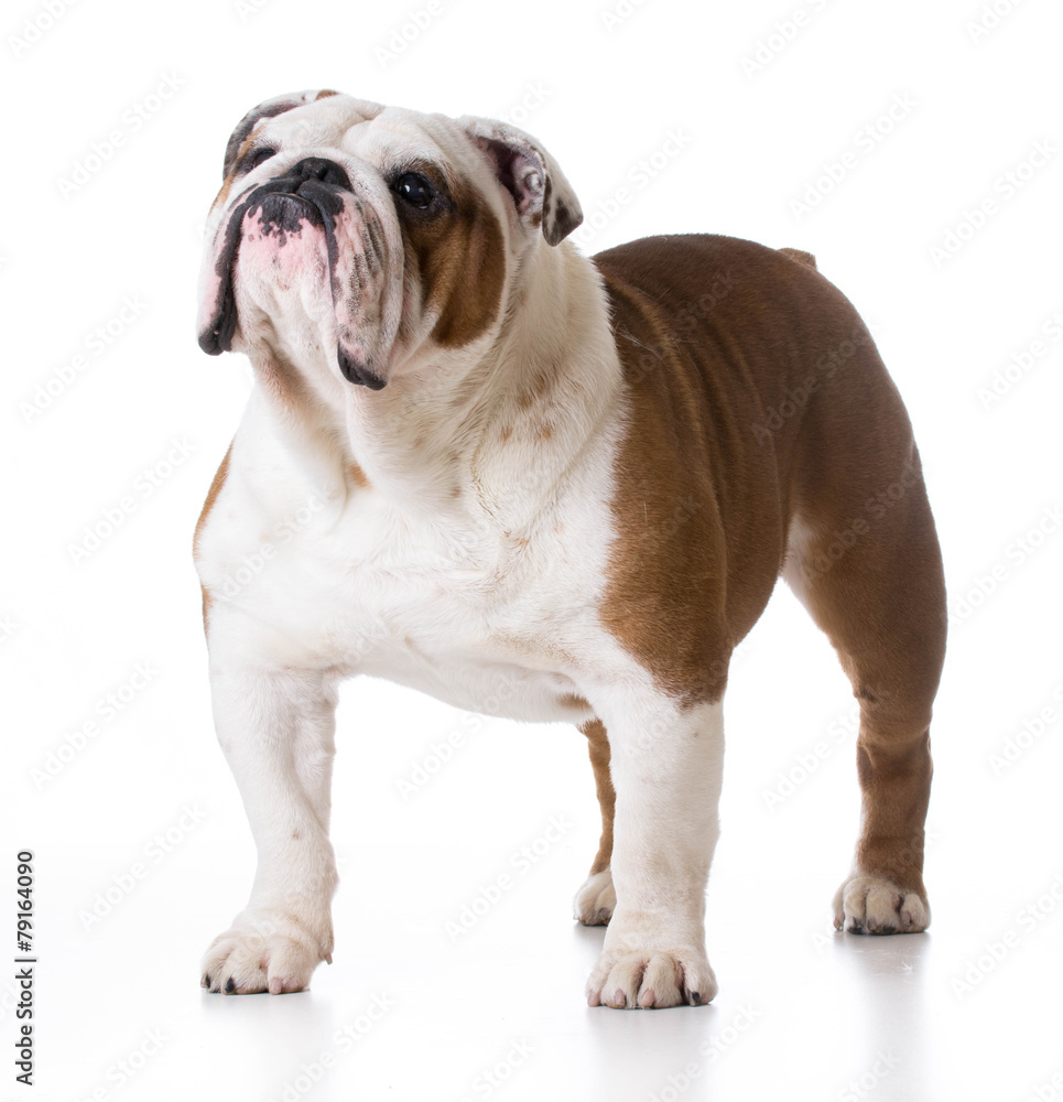 bulldog