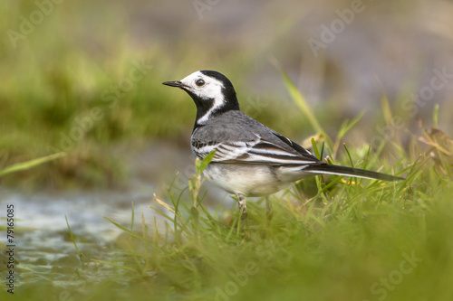 white wagtail male