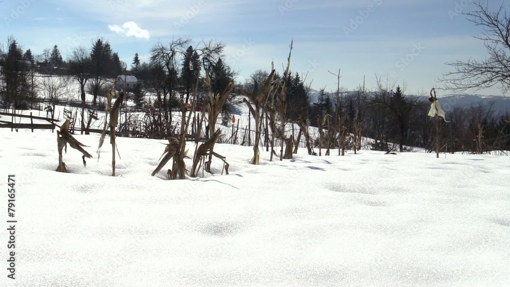 meadow winter meadow winter