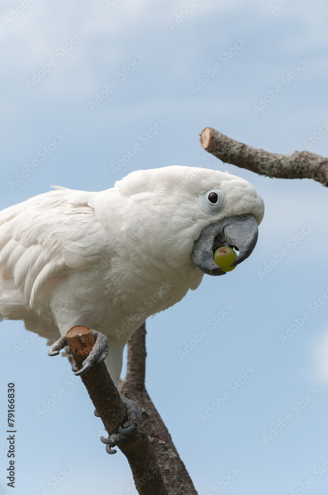 Parrot Parrot