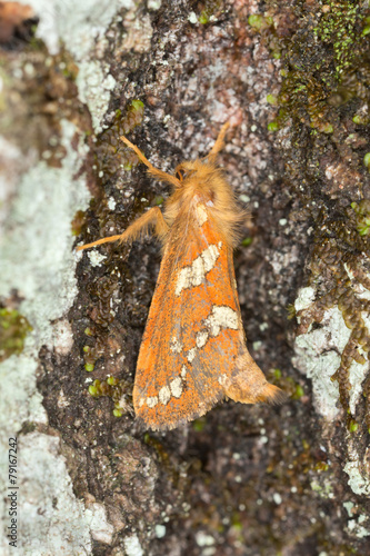 The Gold Swift, Phymatopus hecta, Hepialidae on wood photo