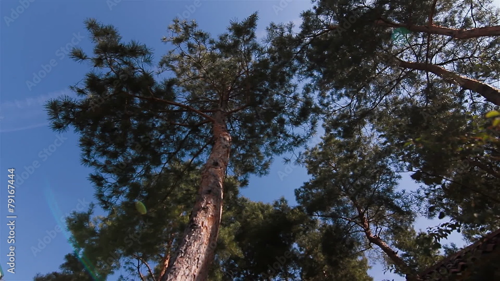 pine trees blue sky wide shot view from the bottom pine trees blue sky wide shot view from the bottom