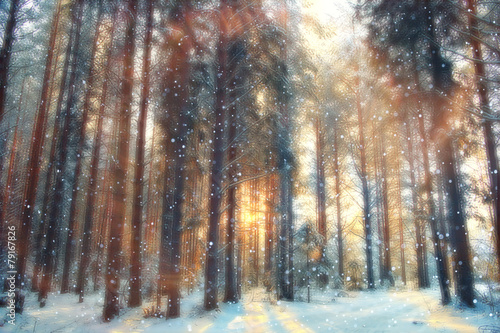 January winter landscape in the forest © kichigin19