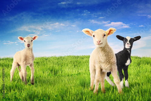 3 lambs in green grass