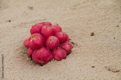 Red fruit on beach photo