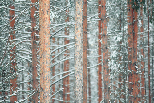 landscape snow trees dense forest in winter © kichigin19