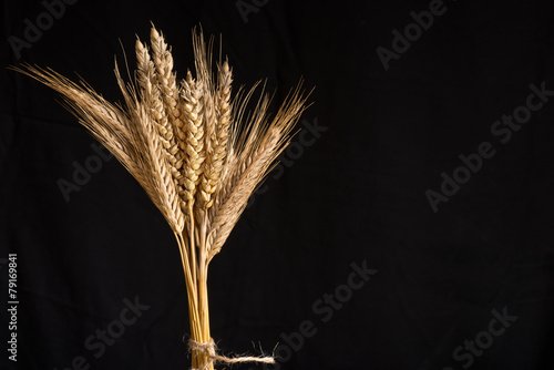 Tela wheat and barley