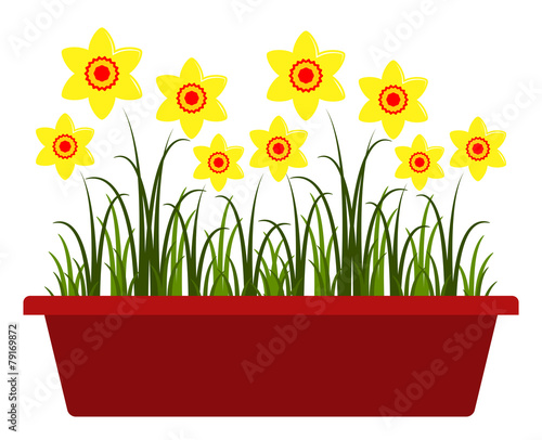 daffodils in planter