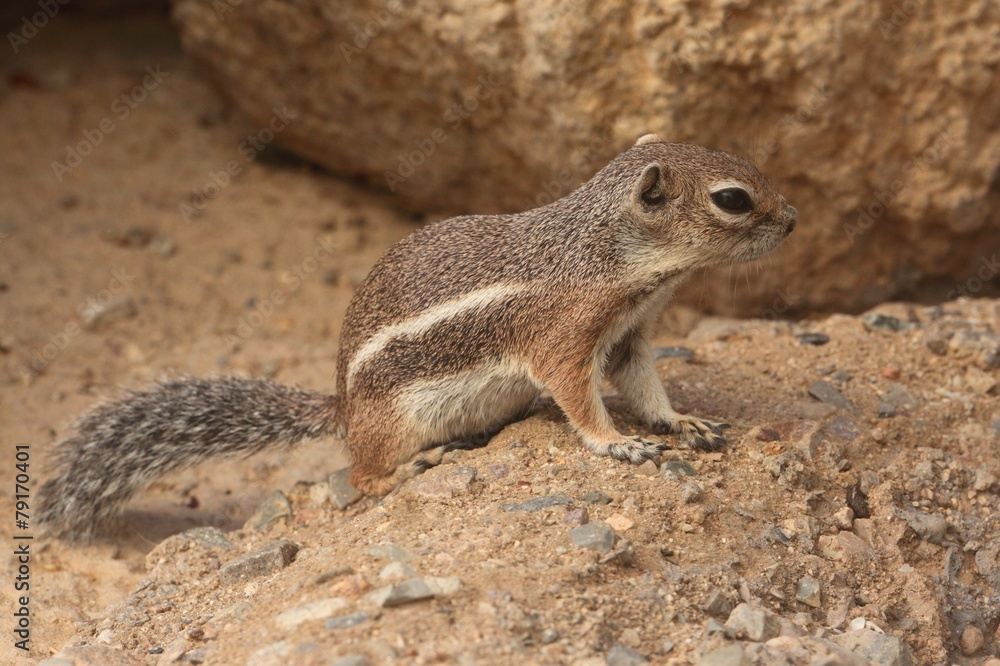 Harris Antelope Ground Squirrel (Ammospermophilus harrisii) Harris Antelope Ground Squirrel (Ammospermophilus harrisii)