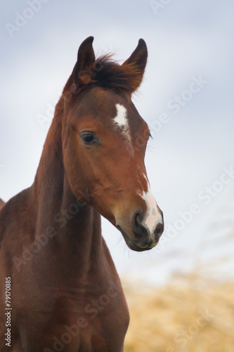 Little foal stallion portrait against  sky © callipso88