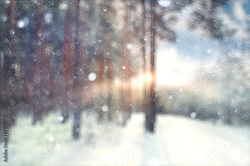 blurred background forest snow winter