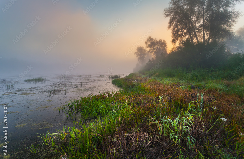Mysterious morning time in swamp area Mysterious morning time in swamp area