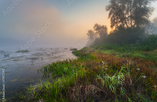Mysterious morning time in swamp area