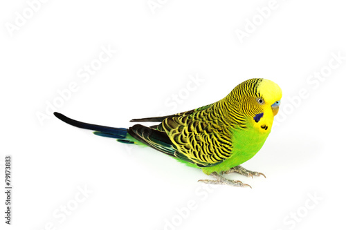 Canvas Print Budgerigar isolated on white background
