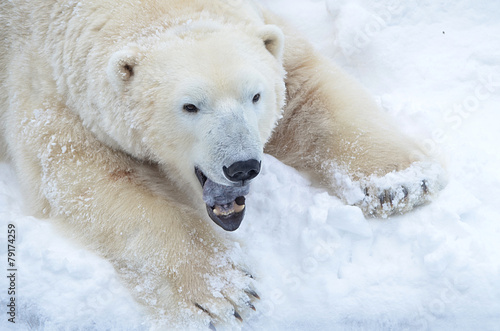Белый медведь в снегу.