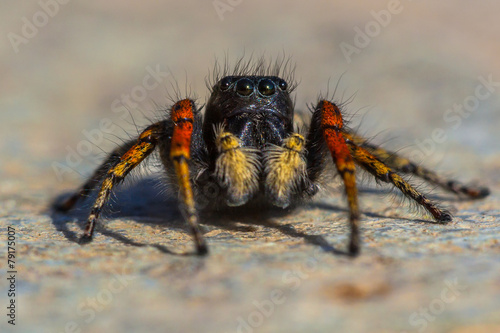Red and black jumping spider