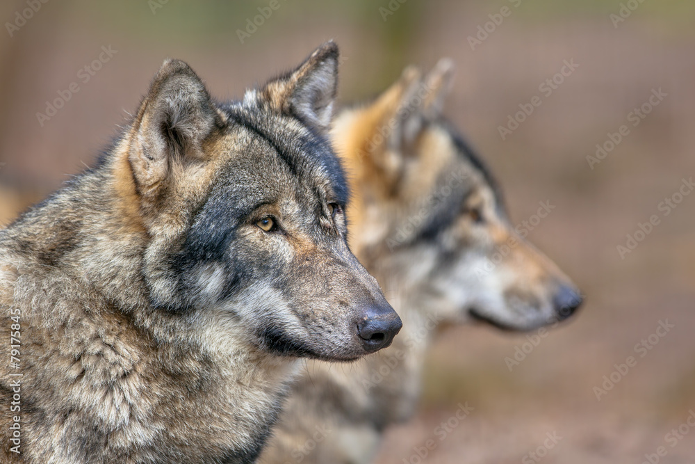 Portrait of two resting Grey Wolfs