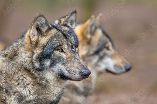 Portrait of two resting Grey Wolfs