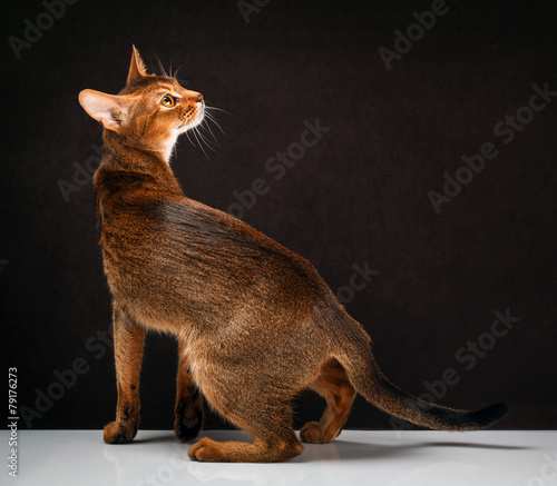 Bild auf Leinwand Ruddy abyssinian cat on black brown background