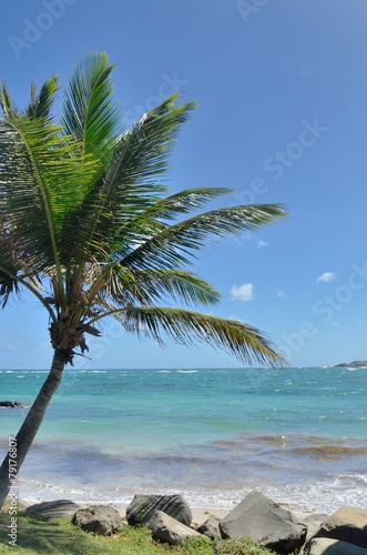 Fototapeta Naklejka Na Ścianę i Meble -  Palm tree on caribbean beach