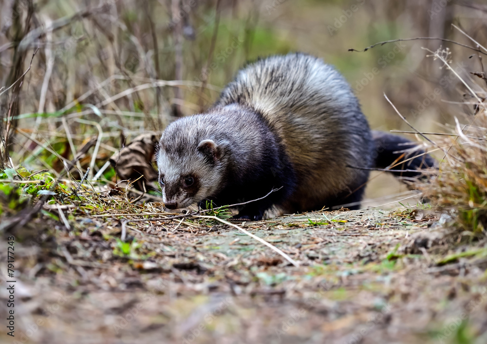 Weasel
