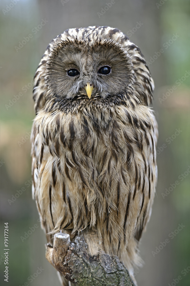 Fototapeta premium two-tailed owl