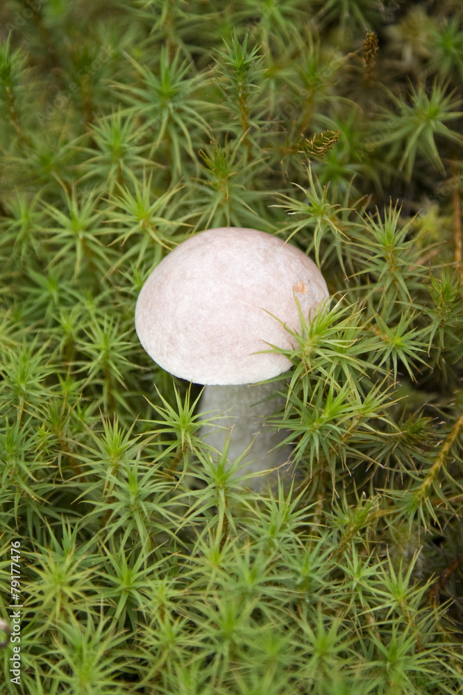 Brown cap boletus (Leccinum scabrum mushroom) in the green moss Brown cap boletus (Leccinum scabrum mushroom) in the green moss