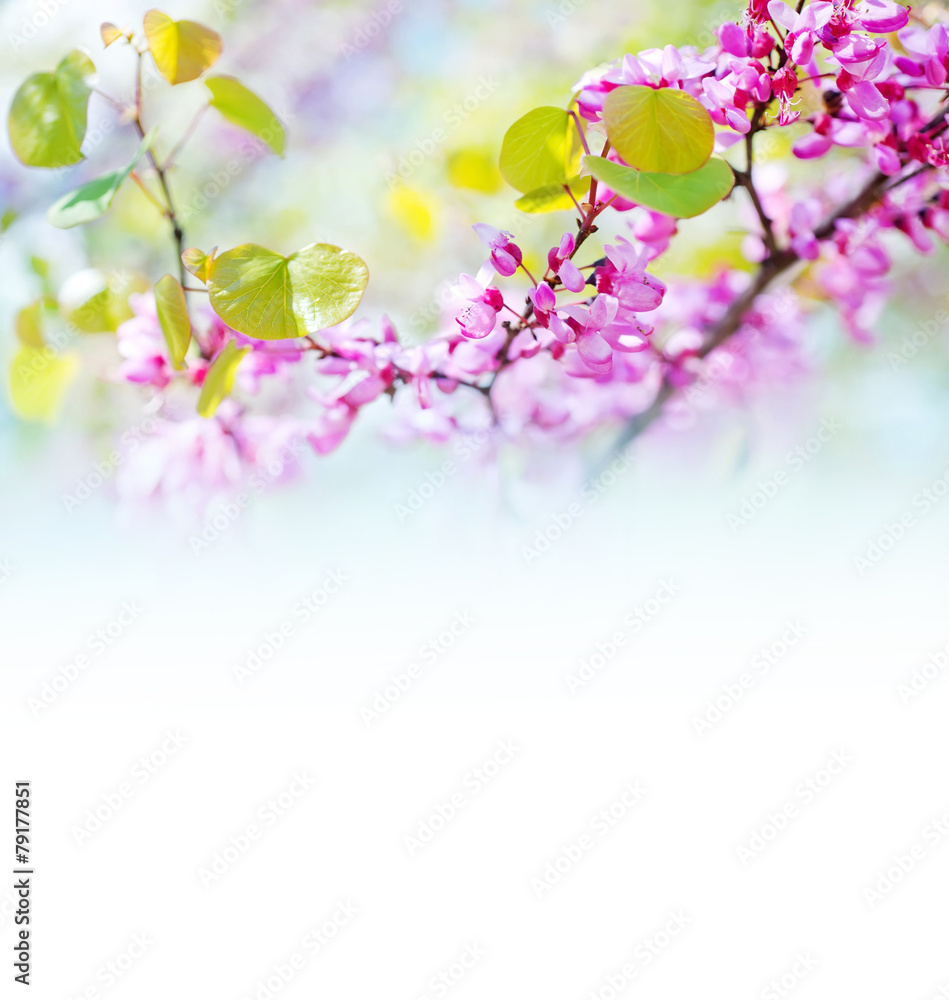 pink flowers pink flowers