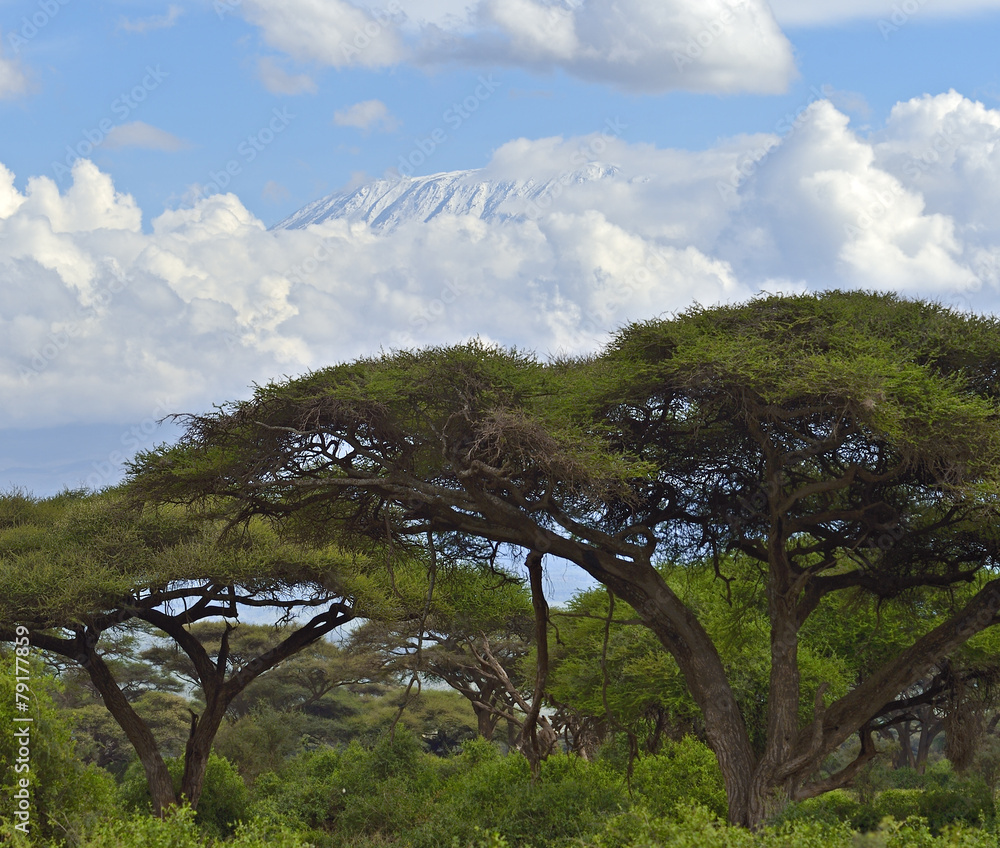 Obraz premium African savannah landscape