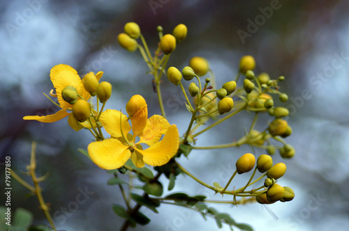 Cassia auriculata a medicinal plant