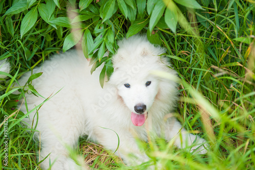 one samoed dog puppy white