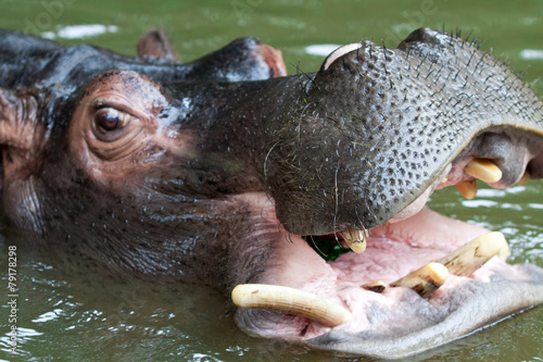 Swimming hippo, close up shot