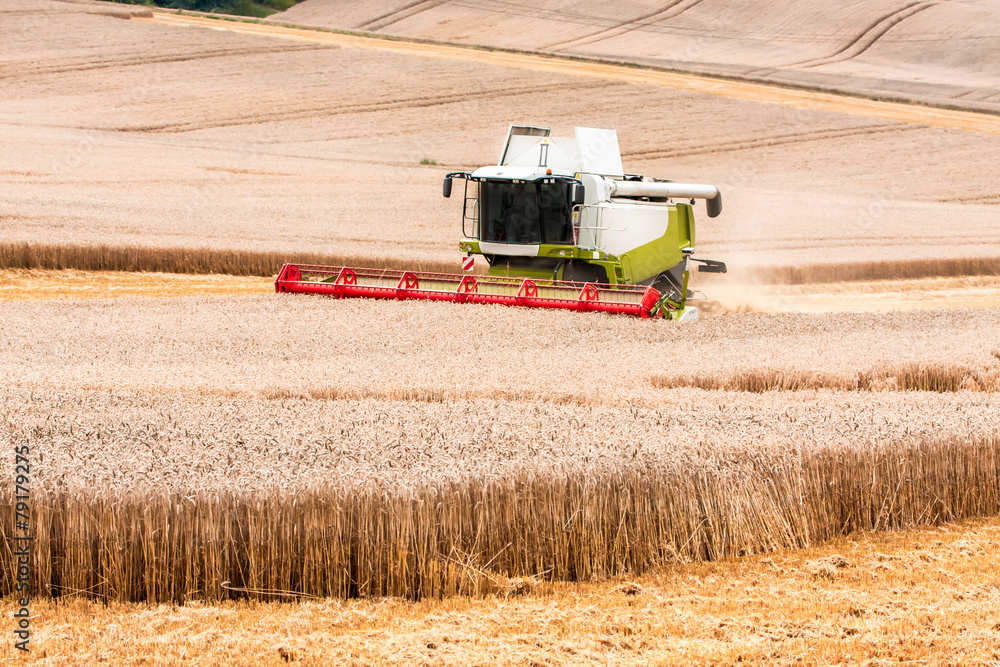 Fototapeta premium Ernte