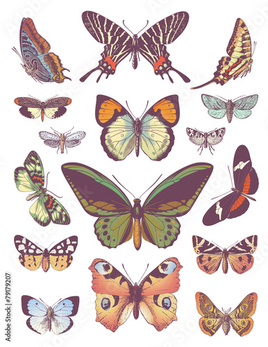 large collection of vector butterflies