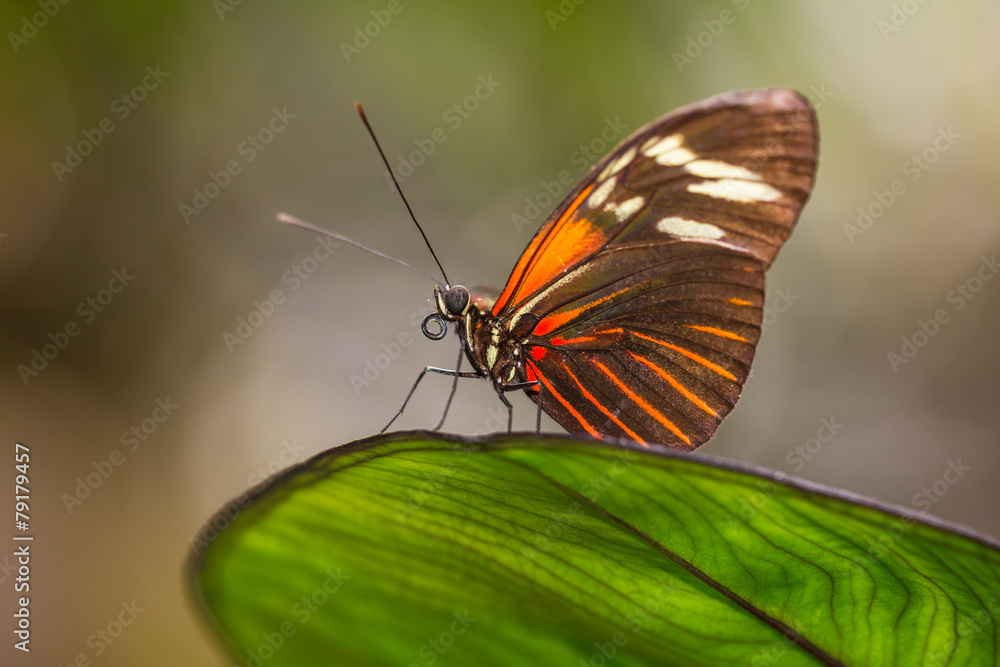 Fototapeta premium Tropical butterfly