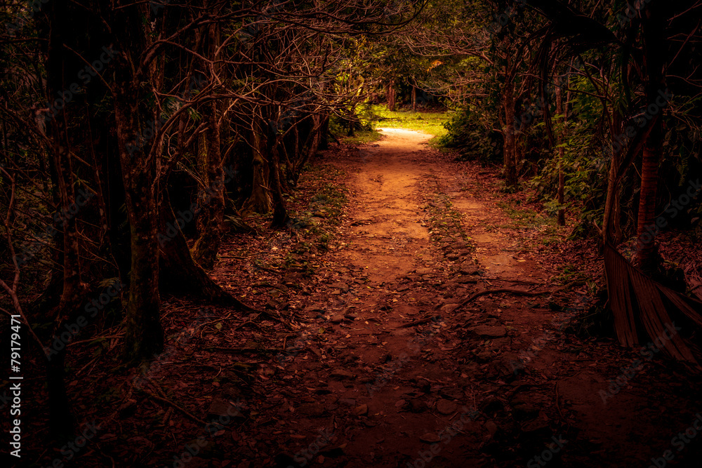 Obraz premium Mystery path throw the woods