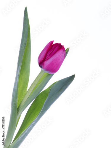 Fototapeta Naklejka Na Ścianę i Meble -  spring tulip