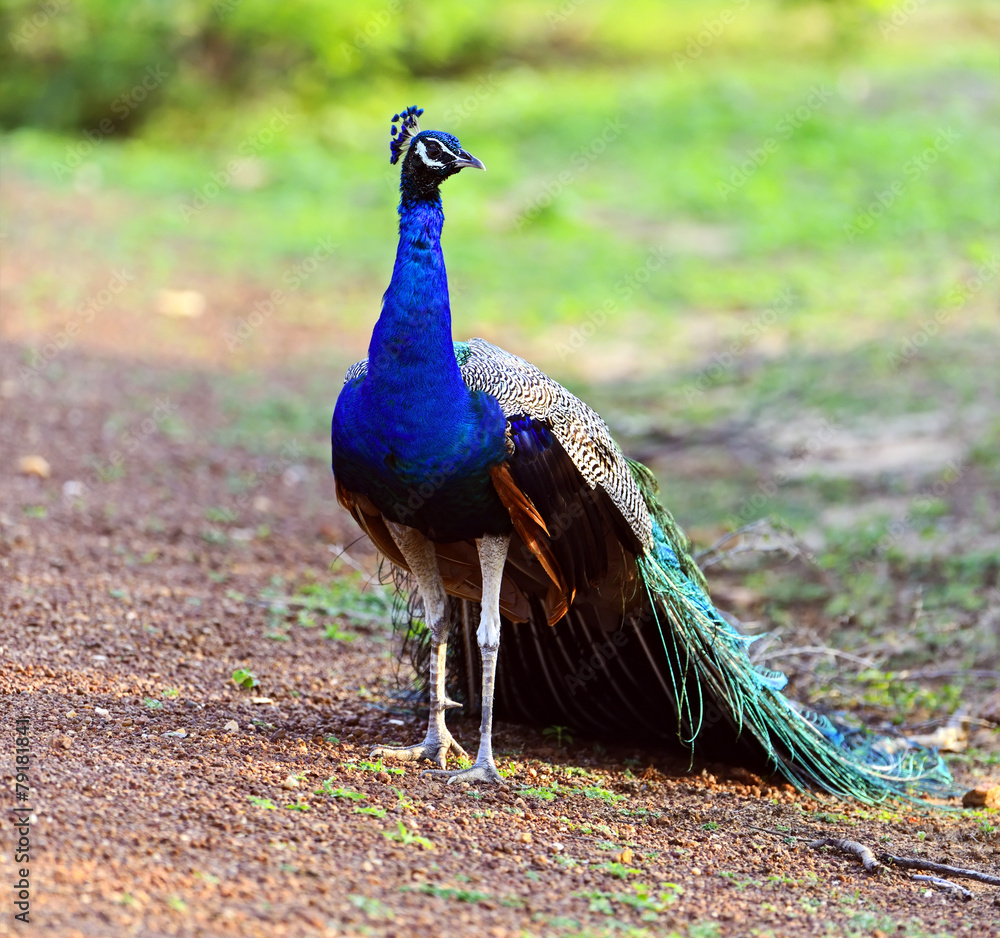 Obraz premium Peacock